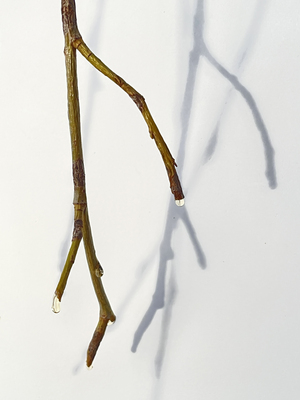 Upcoming Exhibition - storefront art projects - Watertown, MA